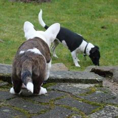 Welsh corgi cardigan Corgihusets Britney 