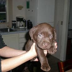 Labrador retriever Simba