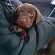 Labrador retriever Simba