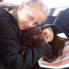 Labrador retriever Simba