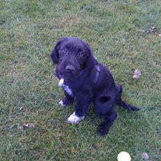 Blanding af racer Luna