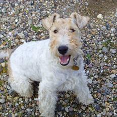 Ruhåret foxterrier thor