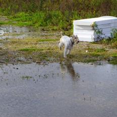 Ruhåret foxterrier thor