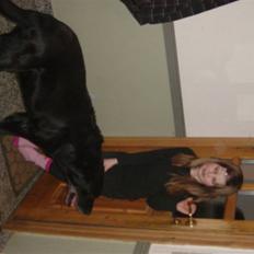 Labrador retriever Pan<333 R.I.P:( D.9/10-10