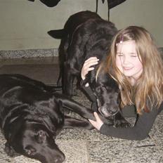 Labrador retriever Pan<333 R.I.P:( D.9/10-10