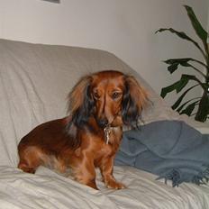 Dværggravhund Silke