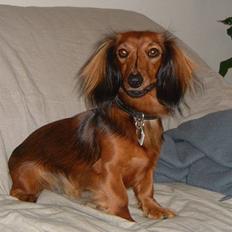 Dværggravhund Silke