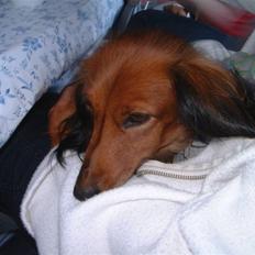 Dværggravhund Silke