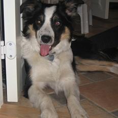 Border collie Frida
