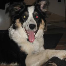Border collie Frida