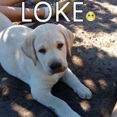 Labrador retriever Aalflasker Yellows Loke
