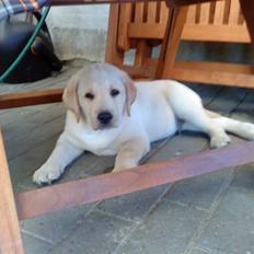 Labrador retriever Aalflasker Yellows Loke