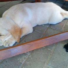 Labrador retriever Aalflasker Yellows Loke