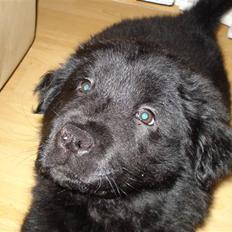 Blanding af racer coco