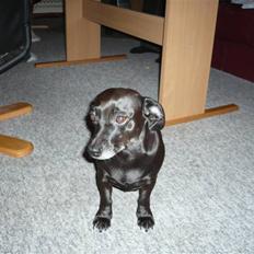 Blanding af racer Mille<3