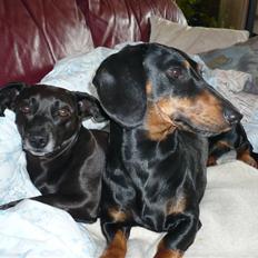 Blanding af racer Mille<3