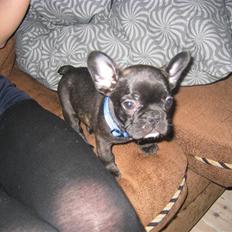 Fransk bulldog Uffe 