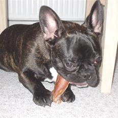 Fransk bulldog Uffe 