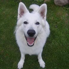 Hvid schæfer Rooney