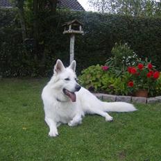 Hvid schæfer Rooney