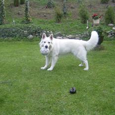 Hvid schæfer Rooney