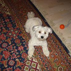 Bichon havanais Silke