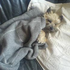 Cairn terrier Cookie