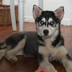 Siberian husky Sheba