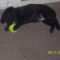 Blanding af racer Schilla