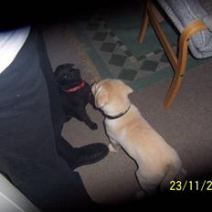 Blanding af racer Schilla