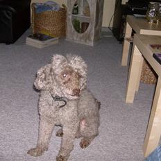 Mellempuddel Bamse R.I.P 10-03-11