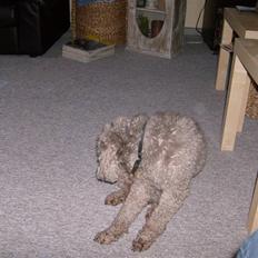 Mellempuddel Bamse R.I.P 10-03-11