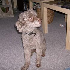 Mellempuddel Bamse R.I.P 10-03-11