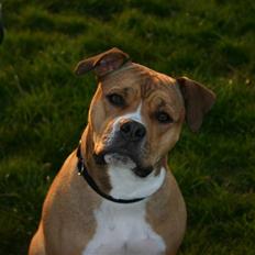 Blanding af racer Cookie RIP