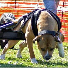 Blanding af racer Cookie RIP