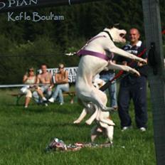 Blanding af racer Mills´ Madame Mayhem