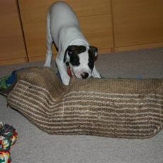 Blanding af racer Mills´ Madame Mayhem