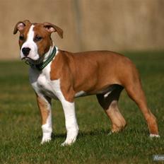 Amerikansk staffordshire terrier Great Viking's Ecco
