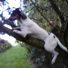 Dansk svensk gaardhund Ulla