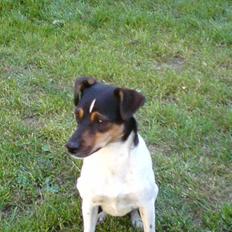 Dansk svensk gaardhund Ulla