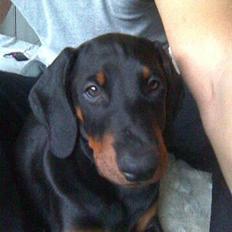 Dobermann Armageddon Star's Eick 