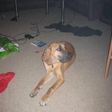 Grand danois Freja tøsen