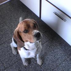 Beagle Basse