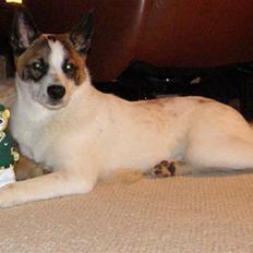 Norrbottenspids Spidsbjørnens Coda