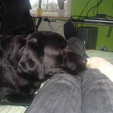 Labrador retriever Aalflasker Sara's Thor