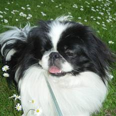 Pekingeser Panda