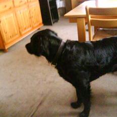 Labrador retriever ***snoopy***