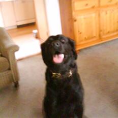 Labrador retriever ***snoopy***