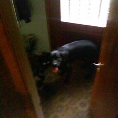 Labrador retriever ***snoopy***