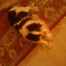 Cavalier king charles spaniel Sofus